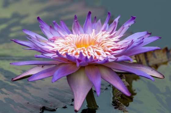 A bright purple waterlily flower, with pointy petals, growing in a pool of waterlilies. 